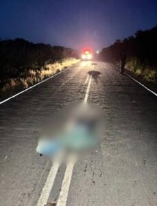 Mulher é encontrada morta às margens da PI-257 em Curimatá; polícia suspeita de atropelamento